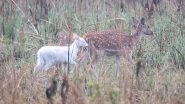 Rare Albino Fawn Spotted at Katarniaghat Wildlife Sanctuary in Uttar Pradesh's Bahraich District (See Pic)