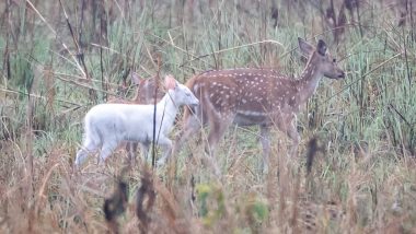 Rare Albino Fawn Spotted at Katarniaghat Wildlife Sanctuary in Uttar Pradesh's Bahraich District (See Pic)