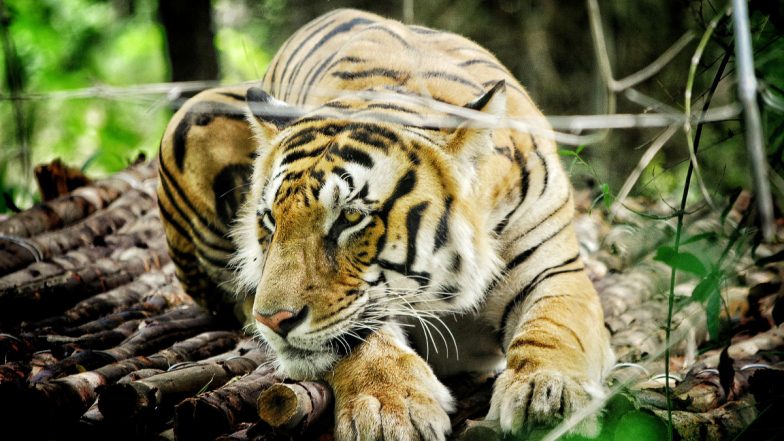 Royal Bengal Tiger Dies At Kaziranga National Park In Assam | 📰 LatestLY