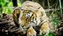 Royal Bengal Tiger Attack in Odisha: Panic Grips Villagers After Big Cat Eats Woman Fetching Firewood in Sunabeda Wildlife Sanctuary; Forest Officials Issue Alert