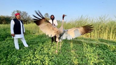 Akhilesh Yadav Slams Yogi Government After Crane Bird Been Taken Away From ‘Friend’ Arif Goes Missing in UP