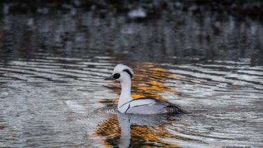 Jammu and Kashmir: Rare and Elusive Duck Species Visit Wular Lake After 116 Years