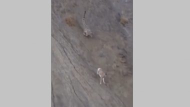 Snow Leopard Hunts Down Urial After Fiery Chase on Sloppy Terrain, Wildlife Photographer Captures Hair-Raising Moments (Watch Video)