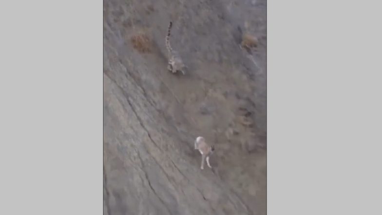 Snow Leopard Hunts Down Urial After Fiery Chase on Sloppy Terrain, Wildlife Photographer Captures Hair-Raising Moments (Watch Video)