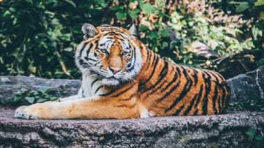 Tiger Spotted in Madhya Pradesh: Big Cat Seen Strolling on Street of Dr Ambedkar Nagar Chhawni in Indore (Watch Video)