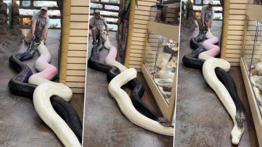 Scary Snake Video Alert! Clip of Two Giant Reticulated Pythons Slithering on Top of Each Other Will Give You Nightmares