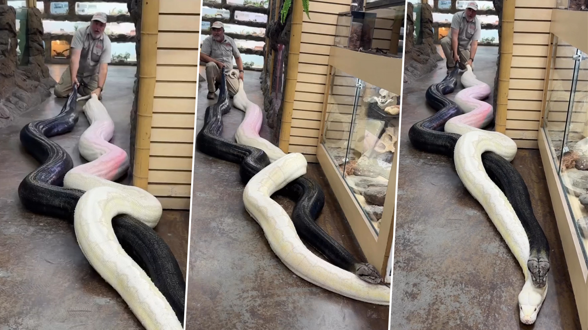 https://st1.latestly.com/wp-content/uploads/2023/03/Video-of-Two-Giant-Reticulated-Pythons.jpg