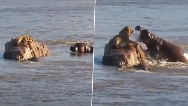 'King of the Jungle' Lion Gets Attacked by Hippos in the Kruger National Park, Video Goes Viral!