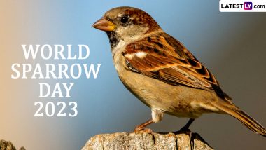 Happy World Sparrow Day 2023: Conservation Efforts Offer Hope for Sparrows' Return to Delhi