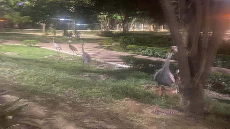 Sarus Crane Saga in Uttar Pradesh: Samajwadi Party Chief Akhilesh Yadav Takes Swipe at BJP for Caging State Bird in Zoos