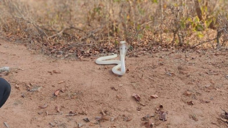 Rare Albino Cobra Found Hiding in Rice Mill in Maharashtra's Gadchiroli, Forest Department Rescues Reptile