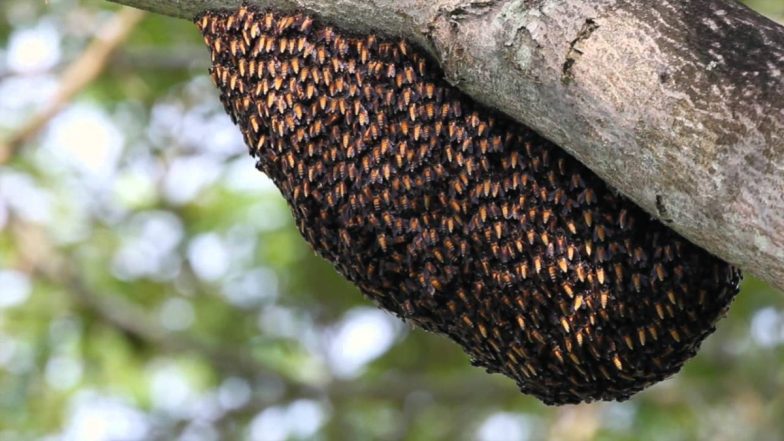 Bees vs Dogs! Unusual Bee Attack Claim Lives of Two Pet Dogs in South Texas