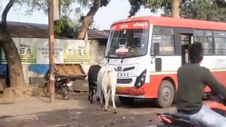 Two Bulls Lock Horns on Street of Uttar Pradesh, Akhilesh Yadav Shares Video and Takes Dig at BJP's 'Double Engine'