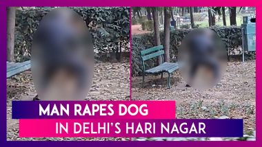 Man Rapes Dog In Delhi’s Hari Nagar; Accused Arrested After Video Goes Viral