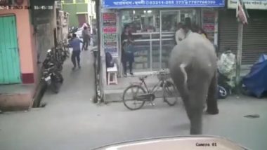 Elephant Attack: Video of Wild Jumbo Attacking People on Street Goes Viral