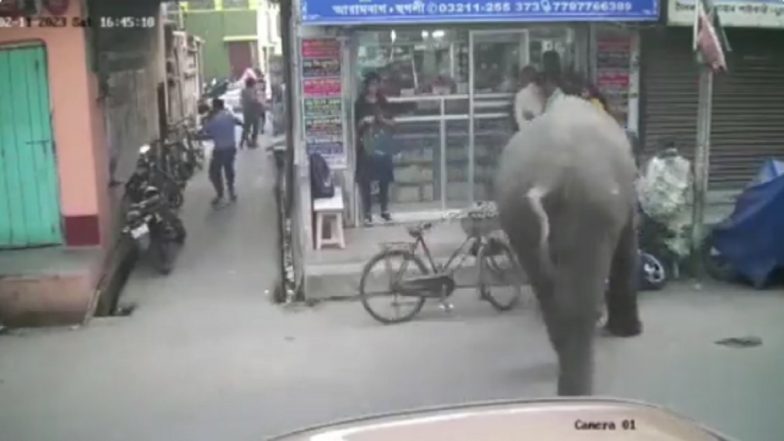 Elephant Attack: Video of Wild Jumbo Attacking People on Street Goes Viral