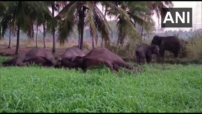 Tamil Nadu: Three Elephants Electrocuted to Death in Marandahalli of Dharmapuri District, One Arrested for Installing Electric Fencing Illegally (See Pics)