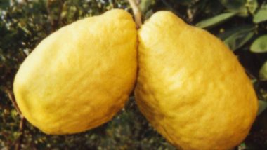 Israel Farmer Aharon Shemoel Grows World's Heaviest Lemon Weighing Over 5 kg, Earns Guinness World Record (See Pics)