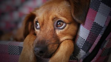 Uttar Pradesh: Pet Owner Questioned by Cops After Three Puppies Die by Falling From Seventh Floor of Apartment in Greater Noida Society