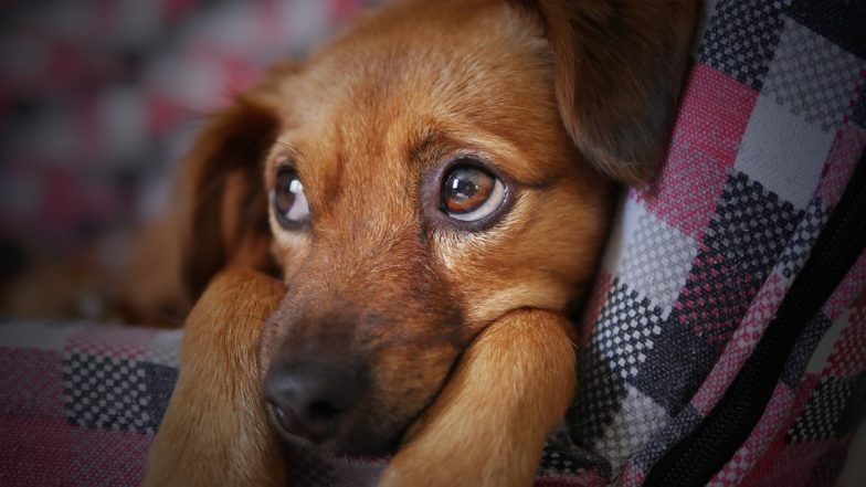 Greater Noida Shocker: Three Puppies Die After Being Thrown From Multi-Storey Building, UP Police Order Action (Disturbing Pic)