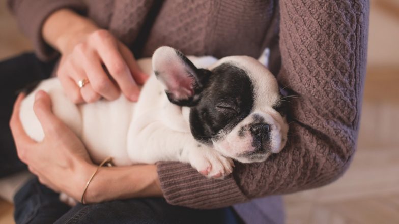 Woman Feeds and Treats Puppy Like Newborn Child, Adorable Video Leaves Netizens in Awe