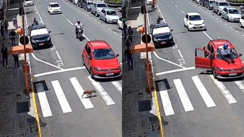 Woman Presses Car Brake Pedal for Dog Crossing Signal, ‘Absent-Minded’ Biker Rams Into Vehicle From Behind; Terrifying Accident Video Goes Viral