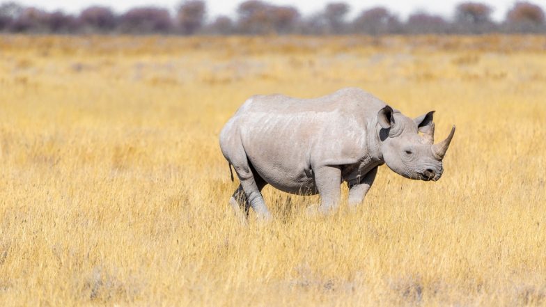 Rhinoceros Calf Gored to Death by Another Male Rhino in Dudhwa National Park in UP’s Lakhimpur Kheri