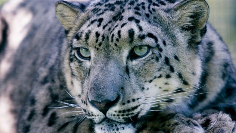 Leopard Attack Video: Big Cat Jumps Over House Gate, Takes Pet Dog Away