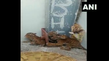 Video: Four Tiger Cubs Found by Residents of Pedda Gummadapuram Village in Andhra Pradesh's Nandyal District