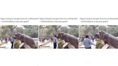 Hippopotamus Tries to Escape From Its Confinement, Security Personnel Confronts and Pushes It Back (Watch Video)