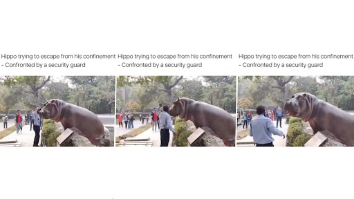 Hippopotamus Tries to Escape From Its Confinement, Security Personnel Confronts and Pushes It Back (Watch Video)