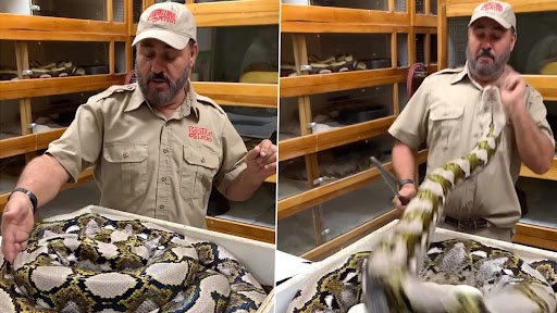 'Wasn’t Too Happy to See Me': Reptile Zoo Founder Jay Brewer Dodges Multiple Attacks by Giant Snake in Thrilling Video