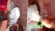Odisha: 'Spy Pigeon' With Camera Fitted on Leg Caught From Fishing Boat off Paradip Coast (Watch Video)