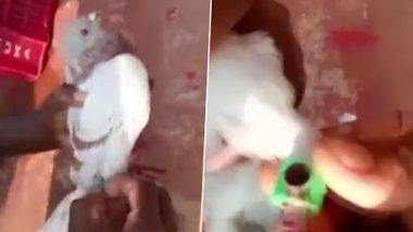 Odisha: 'Spy Pigeon' With Camera Fitted on Leg Caught From Fishing Boat off Paradip Coast (Watch Video)