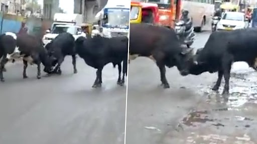 Uttar Pradesh: Stray Cattle Issue Raises Concerns of Road Accident After Video of Animals Roaming Freely on Roads, Disrupting Traffic Goes Viral