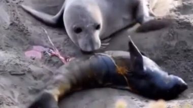 Mother Seal’s Adorable Reaction to Her Newborn’s First Movements Will Leave You Teary Eyed, Watch Wholesome Video