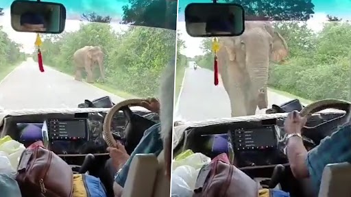 Tourists Chant Mantras of Lord Ganesha After Encountering Wild Elephant, What Happens Next Will Leave You Elated