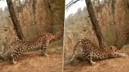Leopard Performs &lsquo;Surya Namaskar&rsquo; Inside Dense Forest, Jaw-Dropping Wildlife Video Goes Viral On Internet