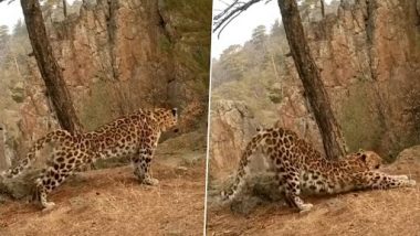 IFS Officer Shares Mesmerising Video of Leopard Performing ‘Surya Namaskar’ in the Wild (Watch)