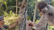 Man Picks Up Fallen Baby Sloth, Returns It To Mother, Animal Shows Gratitude With Fist Bump (Watch Video)
