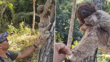 Man Picks Up Fallen Baby Sloth, Returns It To Mother, Animal Shows Gratitude With Fist Bump (Watch Video)