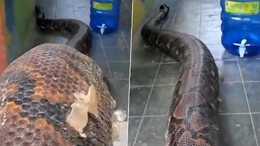 This Close-Up Video of World’s Longest Snake is Enough to Give You Chills Down the Spine (Watch)