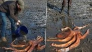 Video of a Stranded Giant Pacific Octopus Being Helped Back Into Ocean Goes Viral