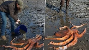 Video of a Stranded Giant Pacific Octopus Being Helped Back Into Ocean Goes Viral