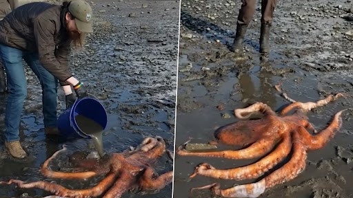 Video of a Stranded Giant Pacific Octopus Being Helped Back Into Ocean Goes Viral