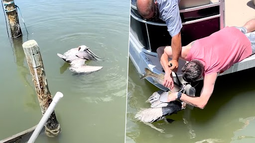 Florida Man Rescues 'Choking' Pelican by Removing Fish From Its Throat, Heartwarming Video Surfaces Online | ? LatestLY