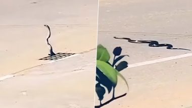 Snake Tries to Cross Road in Busy Traffic and Escaping Death Narrowly, Chilling Video Surfaces