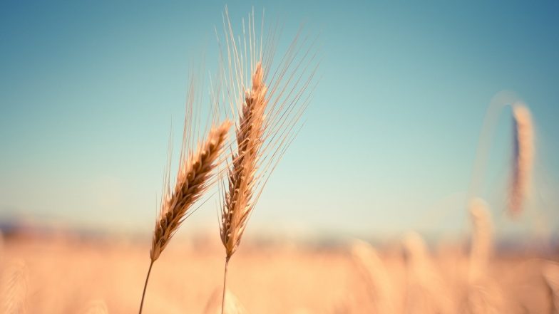 Wheat's Ancient Roots of Resistance Gene Against Wheat Yellow Mosaic Virus Uncovered, May Help in Development of More Resistant Wheat Cultivars