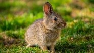 Pet Rabbits Desire Freedom to Exercise Says a Study Conducted by University of Bristol Vet School