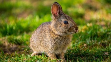 Pet Rabbits Desire Freedom to Exercise Says a Study Conducted by University of Bristol Vet School